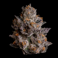 Wizard Trees - Black Orchard (Crunch Berries x Black Magic)
