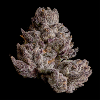 Wizard Trees - Cauldron (D-Lish x Black Magic)