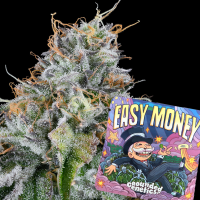 Grounded Genetics – EASY MONEY (OZ Kush x Zunami) -...