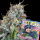 Grounded Genetics – EASY MONEY (OZ Kush x Zunami) - 7 Seeds