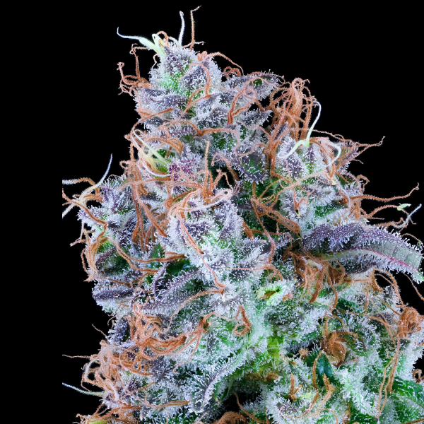 Grounded Genetics – NEON FUEL - 7 Seeds
