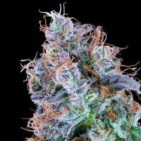 Grounded Genetics – NEON FUEL - 7 Seeds