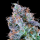Grounded Genetics – NEON FUEL - 7 Seeds