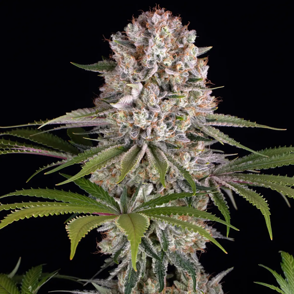 Barneys Farm - Amnesia Haze