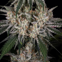 Barneys Farm - Amnesia Haze