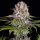 Barneys Farm - Amnesia Haze