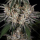 Barneys Farm - Amnesia Haze