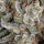 Barneys Farm - Amnesia Haze