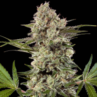 Barney´s Farm - Banana Runtz