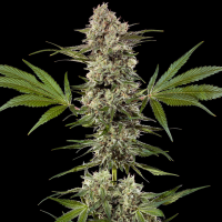 Barney´s Farm - Banana Runtz