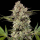Barney´s Farm - Banana Runtz