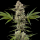 Barney´s Farm - Banana Runtz