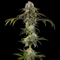 Barneys Farm - Durban Poison