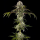 Barneys Farm - Durban Poison