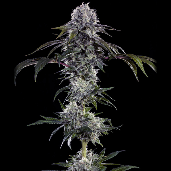 Barneys Farm - Durban Z