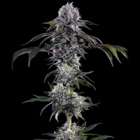 Barneys Farm - Durban Z
