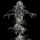 Barneys Farm - Durban Z