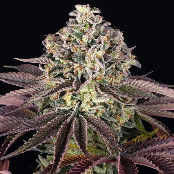 Barneys Farm - Granddaddy Purple