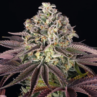 Barneys Farm - Granddaddy Purple