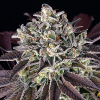Barneys Farm - Granddaddy Purple