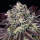 Barneys Farm - Granddaddy Purple