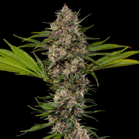Barneys Farm - MAC 1