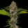 Barneys Farm - MAC 1