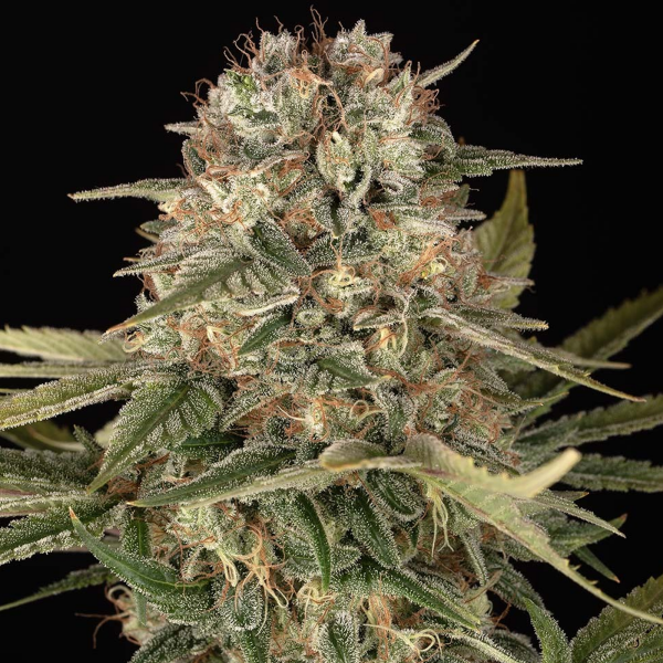 Barneys Farm - Master Kush Regular - 5 Seeds