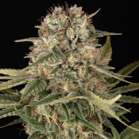 Barneys Farm - Master Kush Regular - 5 Seeds