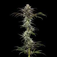 Barneys Farm - RS11