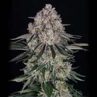 Barneys Farm - Sour Diesel Auto