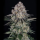 Barneys Farm - Sour Diesel Auto