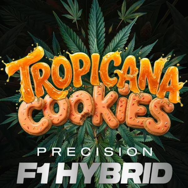 Barneys Farm - Tropicana Cookies Auto