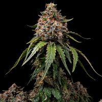 Barneys Farm - White Widow Regular - 5 Samen