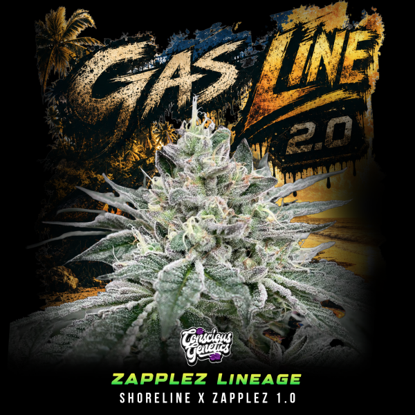 Conscious Genetics - Gas-Line 2.0 *Limited* - Feminisiert - 7 Seeds