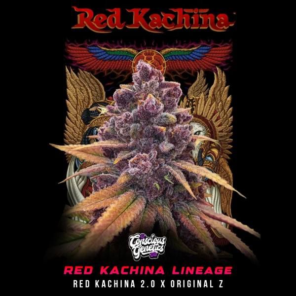 Conscious Genetics - Red Kachina 3.0 - Feminisiert - 7 Seeds