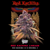 Conscious Genetics - Red Kachina 3.0 - Feminisiert - 7 Seeds