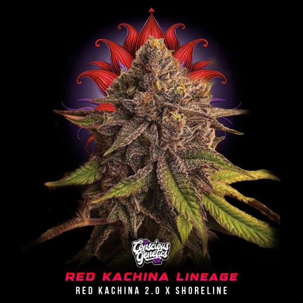 Conscious Genetics - Red Lotus - Feminisiert - 7 Seeds