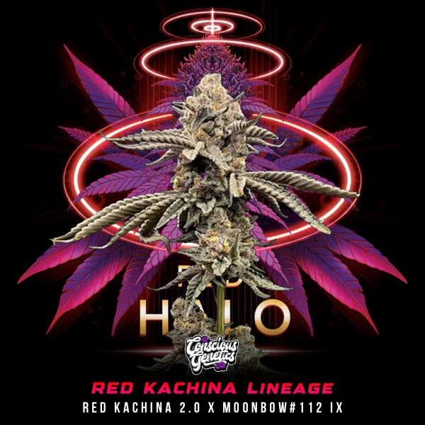 Conscious Genetics - Red Halo - Feminisiert - 7 Seeds