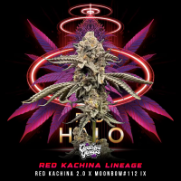 Conscious Genetics - Red Halo - Feminisiert - 7 Seeds